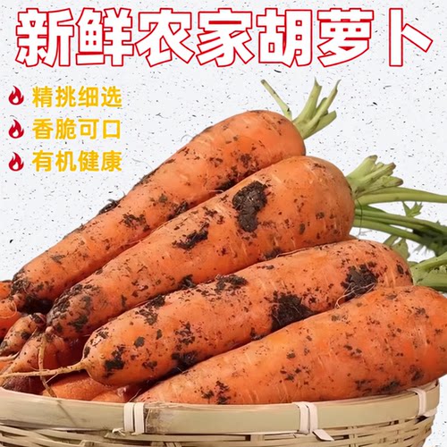 沙地新鲜蔬菜水果农家自种现挖带泥胡萝卜红萝卜营养健康当季好吃