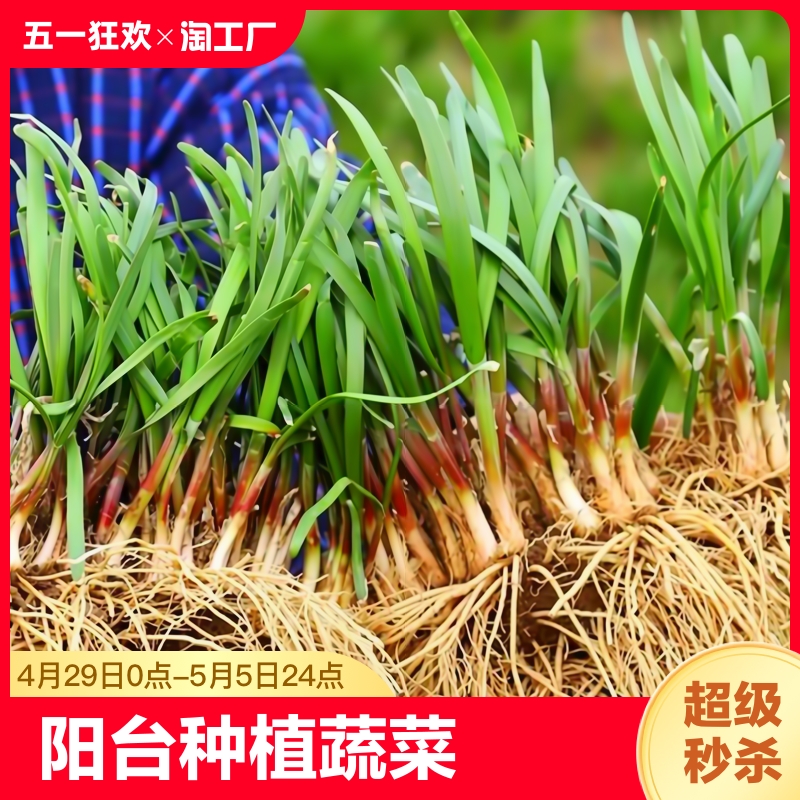 四季韭菜根苗紫根大叶宽叶红根阳台蔬菜苗种子秧苗种植市场庭院 鲜花速递/花卉仿真/绿植园艺 绿植 原图主图