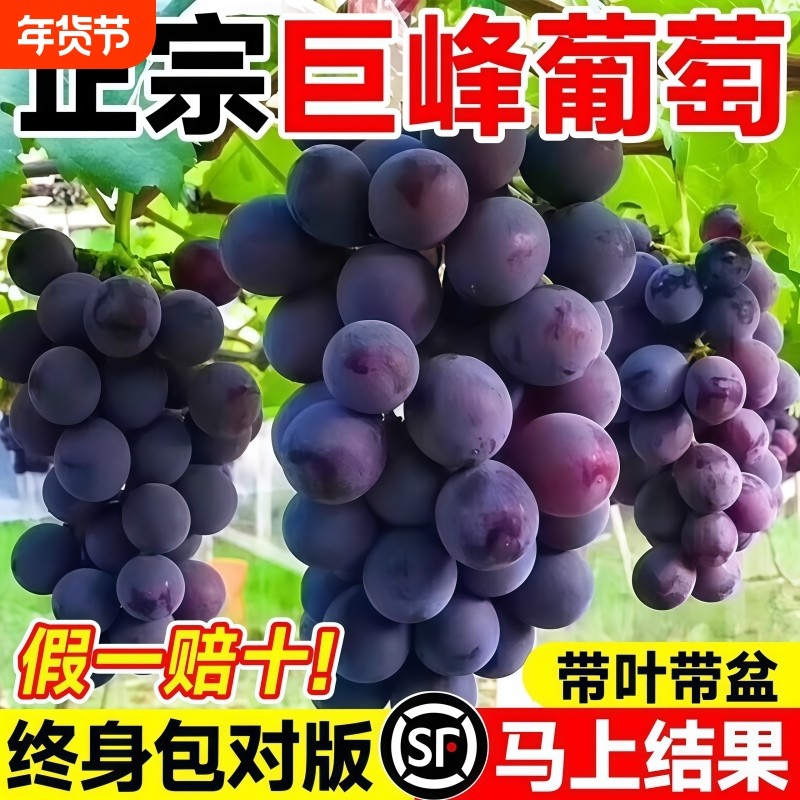 巨峰葡萄树苖阳光玫瑰果树果苗南北方耐寒当年结果无籽葡萄树盆栽,鲜花速递/花卉仿真/绿植园艺,果树,淘宝优惠券,粉丝福利购,淘宝优惠卷