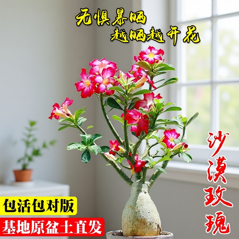 精品沙漠玫瑰盆栽重瓣夏带花苞黄金阳台好养耐旱盆景植物花卉开花