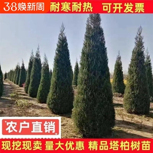 四季常青塔柏树苗侧柏龙柏扁柏松柏圆柏耐寒