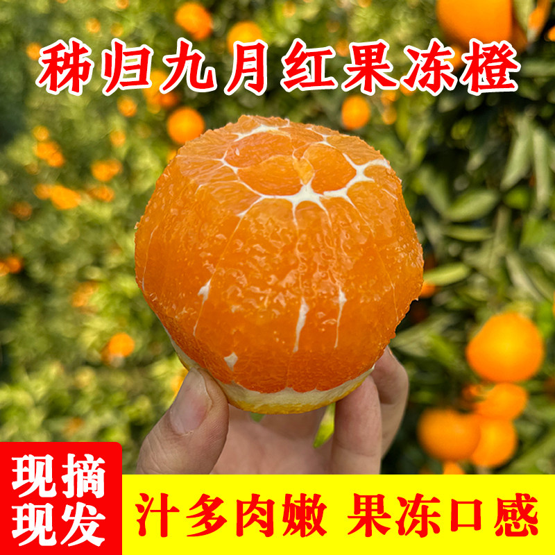 正宗九月红果冻橙 秭归脐橙产地直发 当季新鲜孕妇水果手剥甜橙子