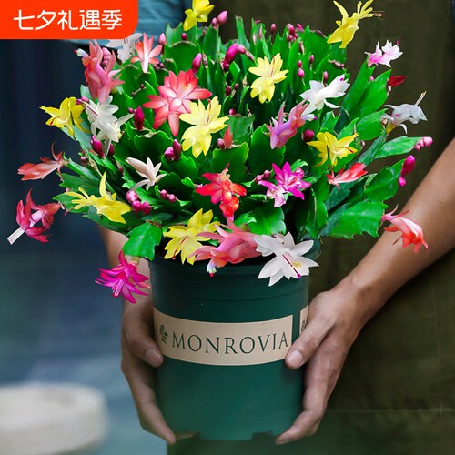 基地直销 新品特惠