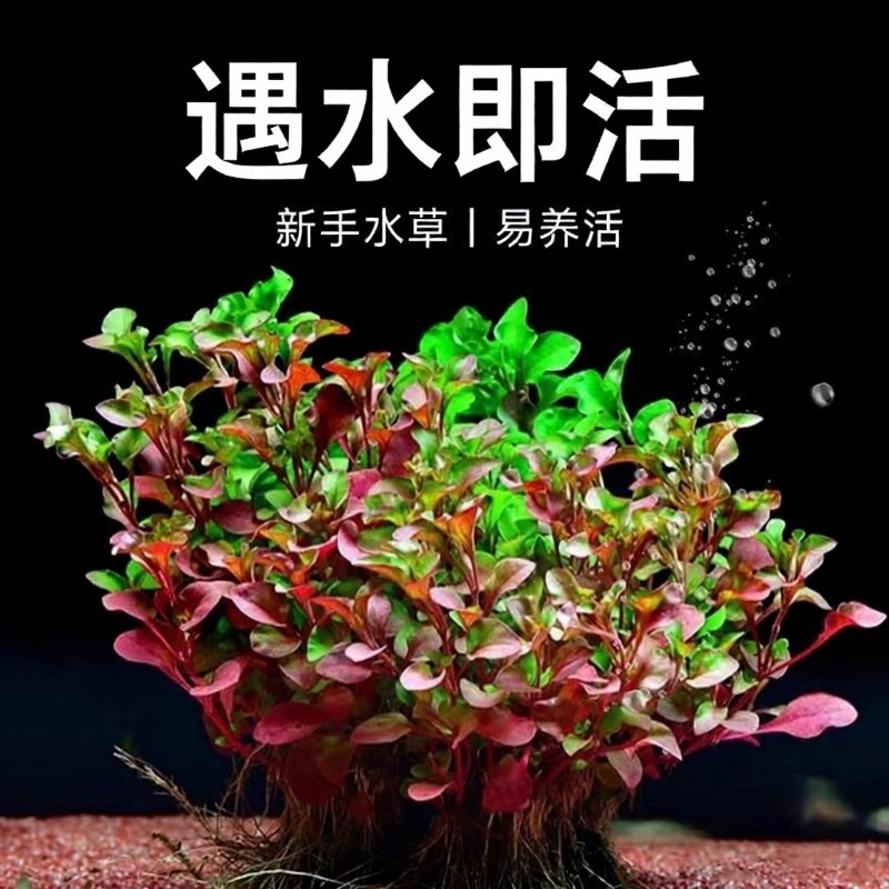 红波水草沉底植物好养鱼缸造景阴性增氧水培植物浮萍定植火焰套餐