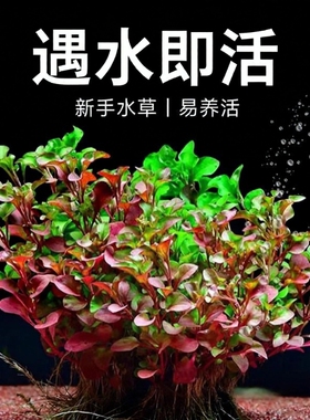 红波水草沉底植物好养鱼缸造景阴性增氧水培植物浮萍定植火焰淡水