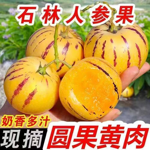 云南石林人参果黄肉圆果