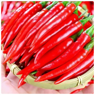 辣椒新鲜5斤批发美人超长椒朝天椒特辣超辣薄皮土红辣椒指天椒
