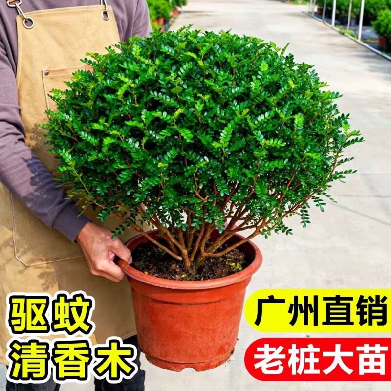 清香胡椒木盆栽花卉室内外薄荷驱蚊草植物树苗老桩盆景九里香绿植