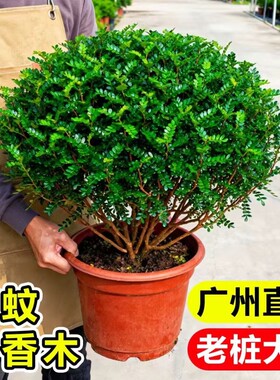 清香胡椒木盆栽花卉室内外薄荷驱蚊草植物树苗老桩盆景九里香绿植