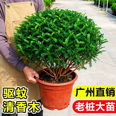 清香胡椒木盆栽花卉室内外薄荷驱蚊草植物树苗老桩盆景九里香绿植