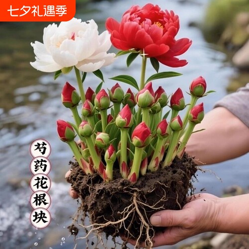 芍药花苗重瓣带芽种球大苗花卉牡丹花种根盆栽植物落日珊瑚室内
