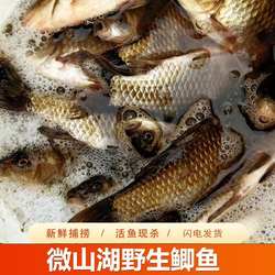 现杀鲜活鲫鱼新鲜宰杀淡水鱼优质鲫鱼微山湖鲫鱼孕妇产后滋补