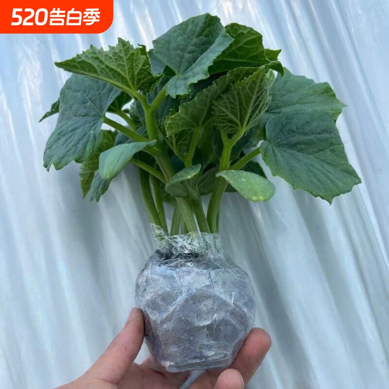四季阳台旱黄瓜秧苗蔬菜种苗黄瓜苗水果黄瓜秧苗盆栽苗大黄瓜秧苗