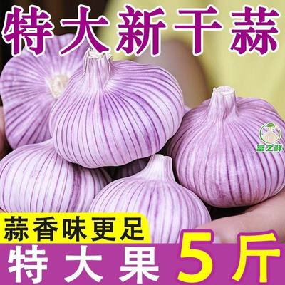 2025金乡紫皮大蒜种新干货正宗山东紫白皮大蒜头籽便宜
