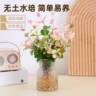 花叶络石水培彩叶植物窗台办公室好养新手绿植四季常青阳台盆栽