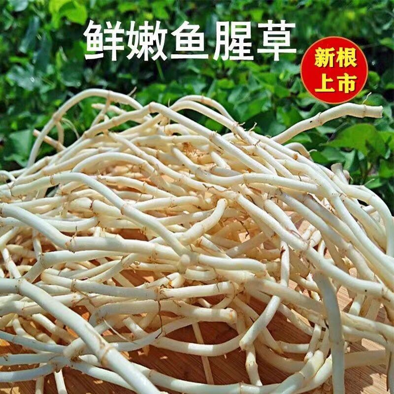 1斤鱼腥草新鲜嫩根折耳根现挖天然原味节节根湖北农家特色凉拌菜