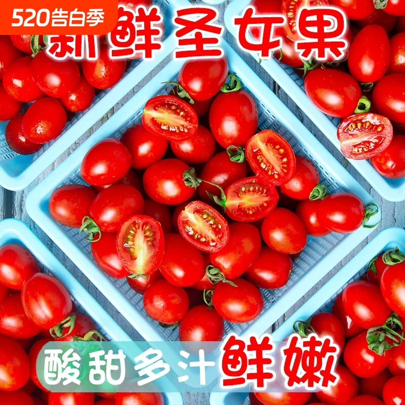 正宗高山阳光圣女果小番茄新鲜樱桃小西红柿孕妇水果现摘现发
