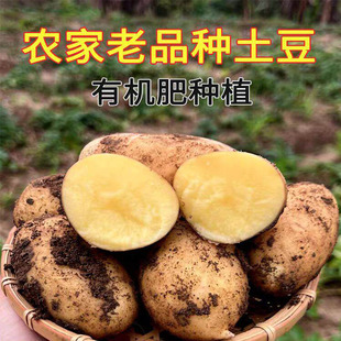 黄心香洋芋粉面软糯高山土豆新鲜现挖当季 马铃薯云南