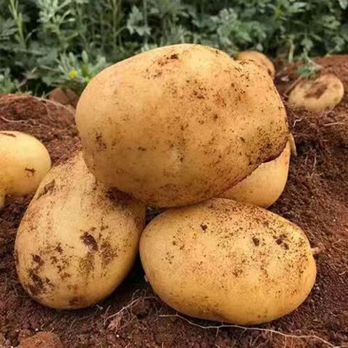 贵州黄心土豆今年新鲜土豆