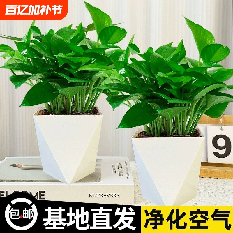 绿萝盆栽室内净化空气植物花卉水养绿植吊兰长藤垂吊新房绿箩客厅