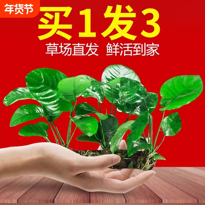 水榕沉木水草植物鱼缸造景装饰摆件懒人淡水阴性增氧净水屋大叶