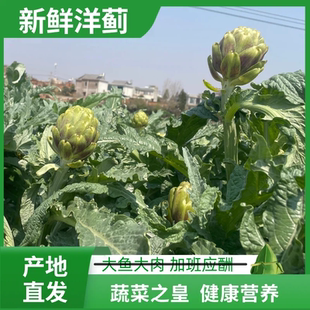 新鲜洋蓟云南新鲜朝鲜蓟蔬菜罕见法国百合西餐厅网红菜