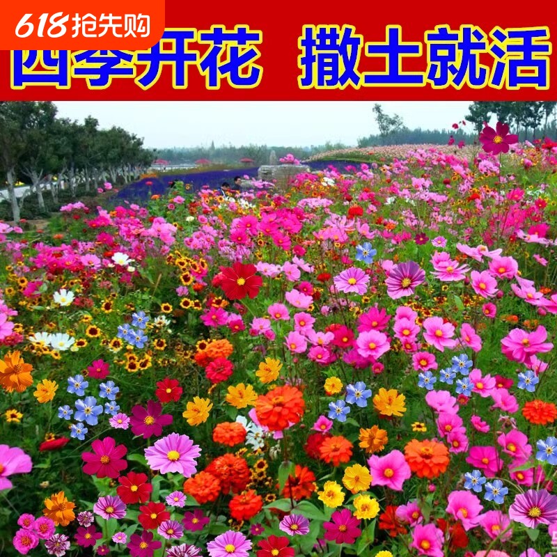 野花组合花种子波斯菊四季播种开花室外庭院格桑花凤仙花太阳花籽