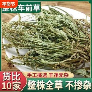 云南野生整株车前草中药材新鲜无硫车前草干泡茶泡水喝带根车前草