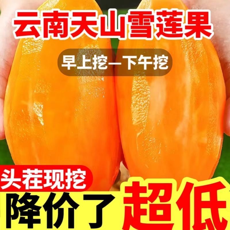 【精选黄心】云南高山天山雪莲果新鲜水果当季孕妇云南红心雪连果