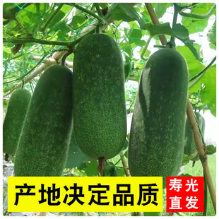 迷你小冬瓜皮薄肉嫩新鲜鲜嫩农家自种无筋辅食3斤包邮好吃采摘