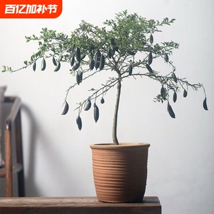手指柠檬树带花带果四季不断开花结果绿植桌摆落地客厅庭院