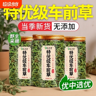 车前草中药材正品野生新鲜干货官方旗舰店袋泡茶水喝的功效与作用
