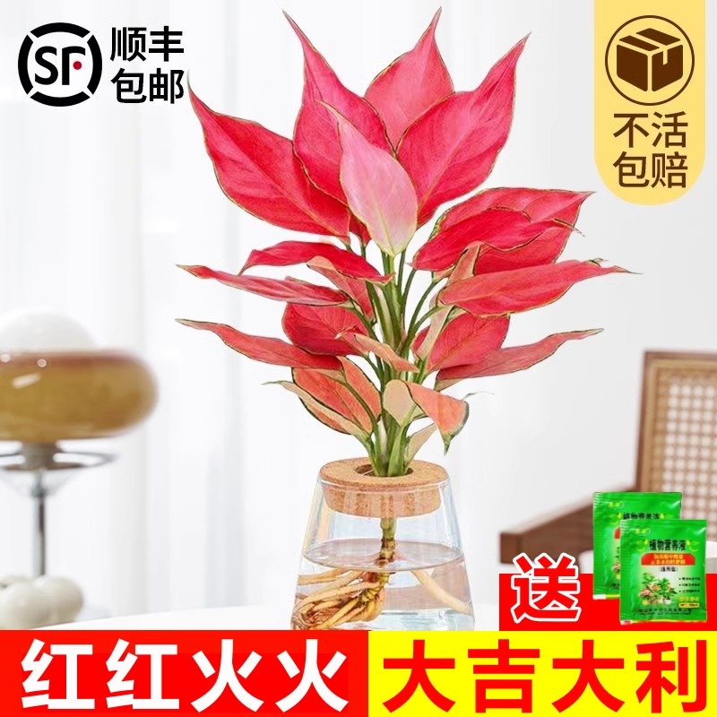 吉利红水培[流水摆件桌面摆件