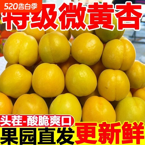 现摘杏子时令大黄杏3斤水果新鲜