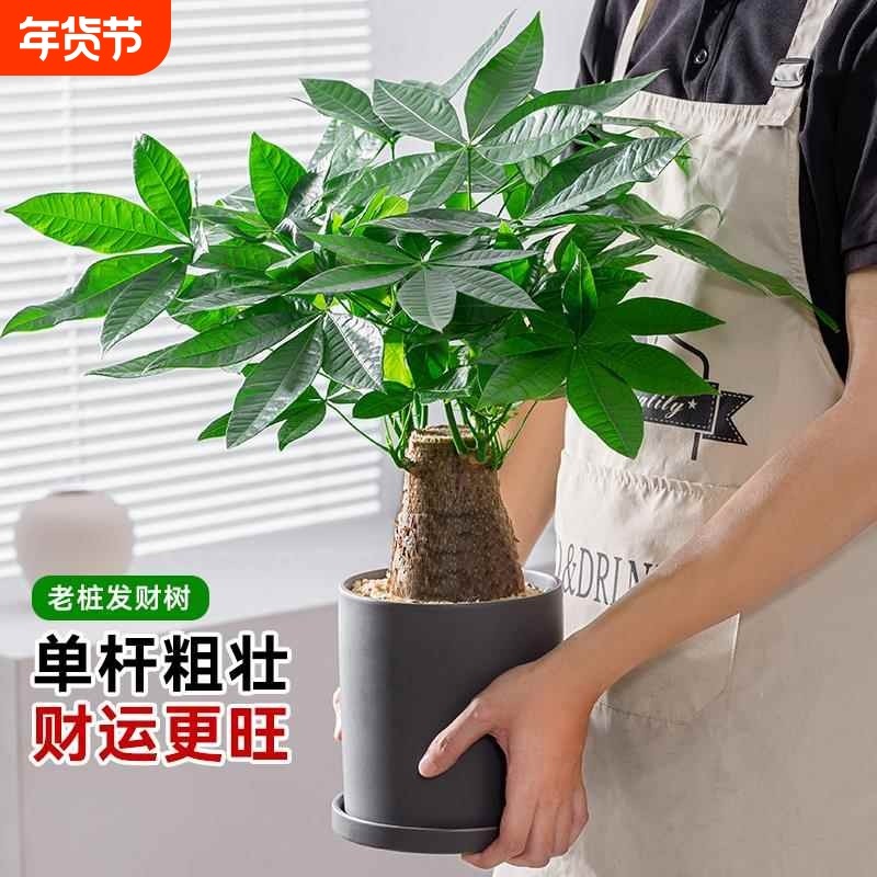 发财树大小盆栽室内植物四季常青客厅招财绿植花卉桌面办公桌摆放