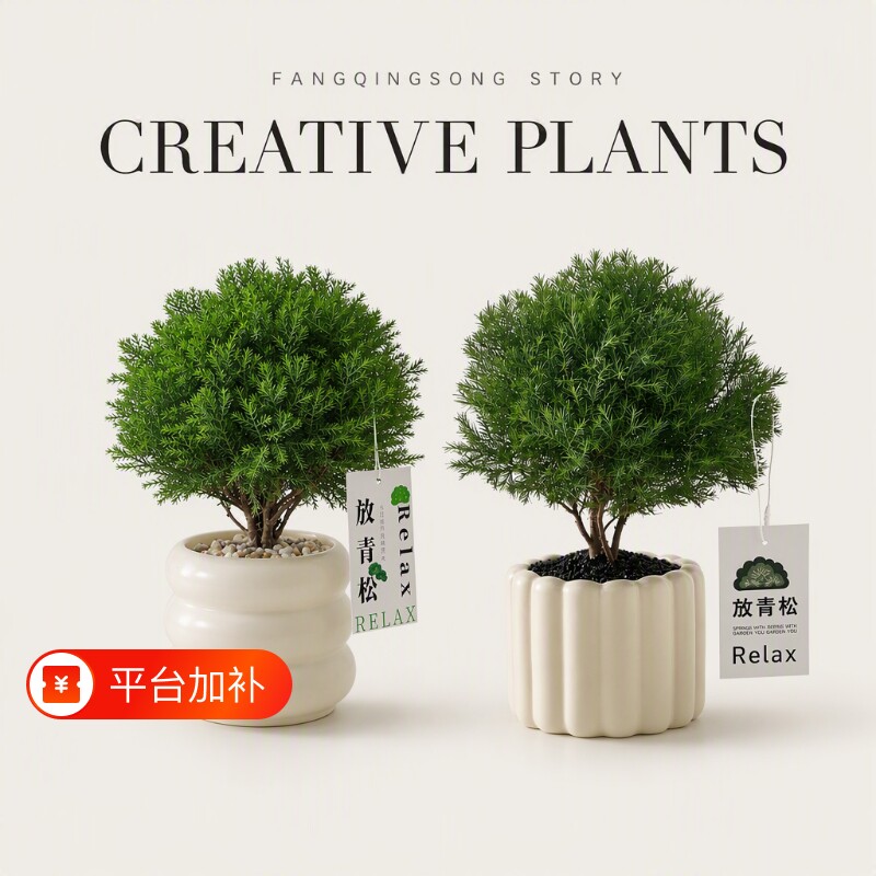 放青松雾凇绿植盆栽治愈室内放办公桌面情绪植物好养客厅花盆工位