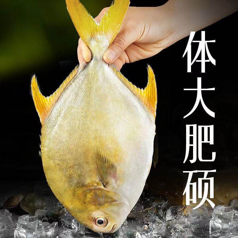 新鲜金鲳鱼生鲜冷冻金昌鱼深海鱼鲳鱼海鲜大鲳鱼海鲜水产批发生鲜,水产肉类/新鲜蔬果/熟食,鲳鱼,淘宝优惠券,粉丝福利购,淘宝优惠卷