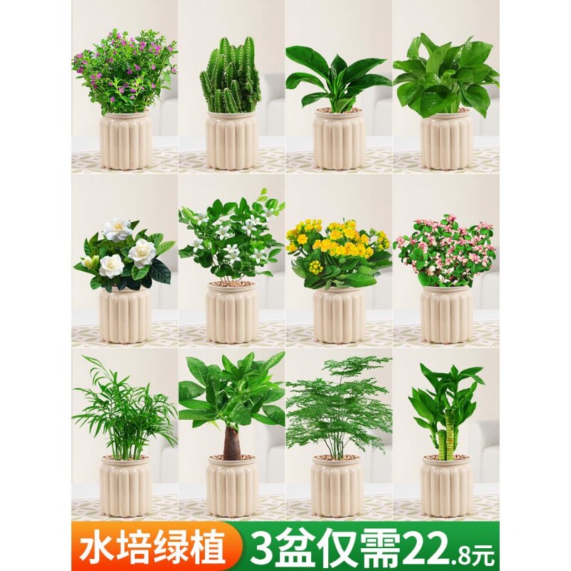 发财树盆栽绿萝箩桌面植物绿植花卉室内多肉水培长寿花好养活碧玉