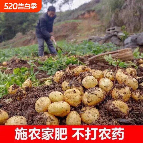 黄心土豆新鲜2026年贵州特产农户种植马铃薯5斤包邮