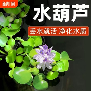 凤眼莲水草浮萍鱼缸乌龟虾花卉鱼池塘净化水生植物种苗莲花水葫芦