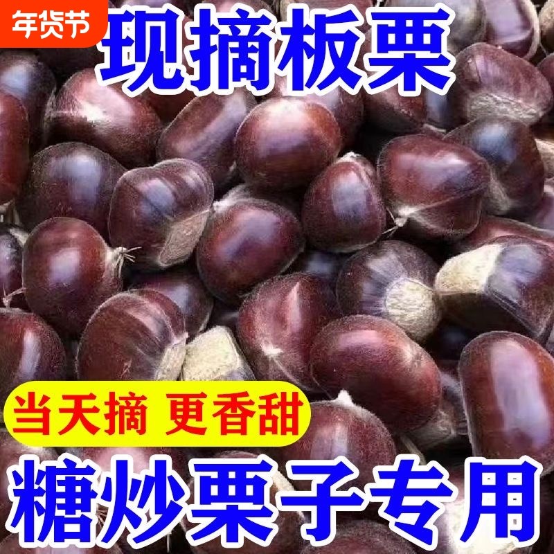 野生【特大板栗王】新鲜现摘丹东生板栗粉糯甜当季毛栗子净重发货