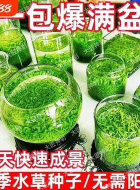 水草种子净化微生态增氧造景水草泥四季鱼缸小型对叶底部植物
