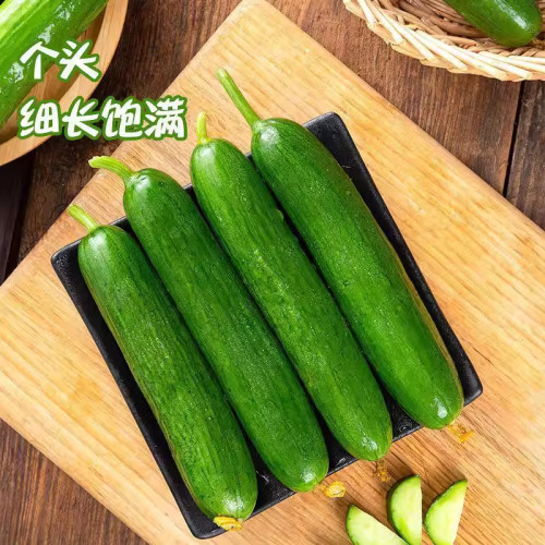 【产地直发】水果黄瓜 当天采摘 脆嫩多汁小青瓜