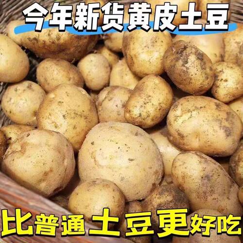 贵州新鲜黄心土豆大土豆马铃薯批发农家蔬菜洋芋便宜健身好吃的
