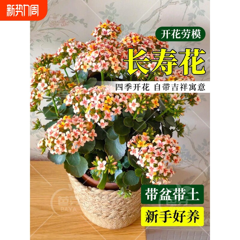 长寿花盆栽重瓣特大花苗带花苞室内阳台桌面绿植好养四季都开植物