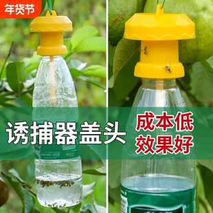 简易果蝇诱捕器盖头果园瓜地桔小实蝇针锋瓜蝇诱引捕捉诱剂药昆虫