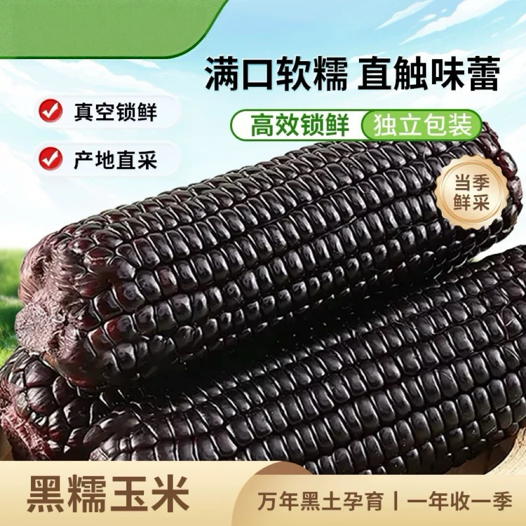 2025年头茬大棒10支新黑糯玉米新鲜现摘真空装包甜糯黏黑玉米代餐