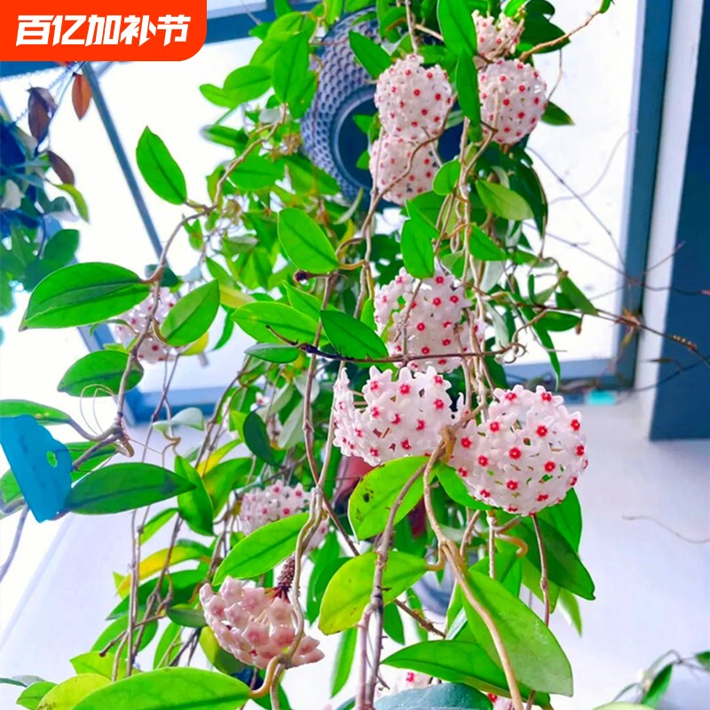 球兰花盆栽大苗垂吊铃兰带花花卉室内爬藤绿植物吊兰多肉客厅开花