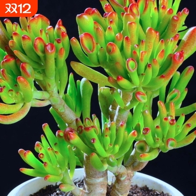 吸财树老桩招财新手好养