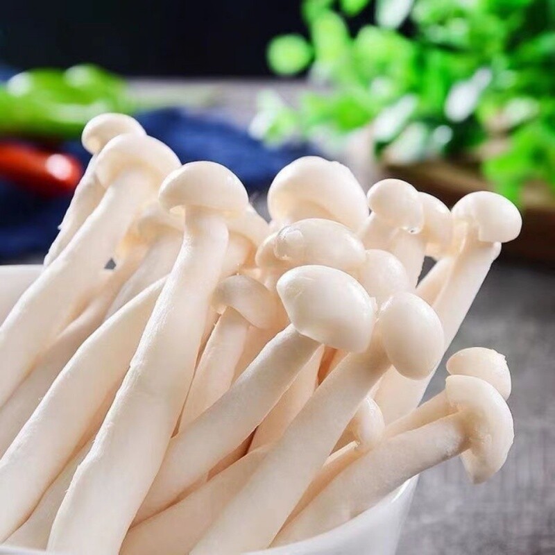 白玉菇菌包蘑菇种植包阳台种植菌种家庭室内菌棒菌菇食用菌海鲜菇